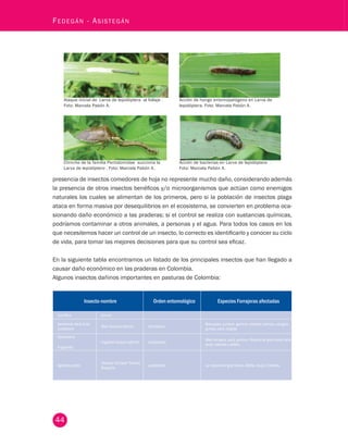 44 Fedegán - Asistegán Ataque inicial de Larva de lepidóptera al follaje . 
Acción de hongo entomopatógeno en Larva de 
Foto: Marcela Pabón A. 
lepidóptera. Foto: Marcela Pabón A. 
Chinche de la familia Pentatomidae succiona la 
Acción de bacterias en Larva de lepidóptera . 
Larva de lepidóptero . Foto: Marcela Pabón A. 
Foto: Marcela Pabón A. 
presencia de insectos comedores de hoja no represente mucho daño, considerando además 
la presencia de otros insectos benéficos y/o microorganismos que actúan como enemigos 
naturales los cuales se alimentan de los primeros, pero si la población de insectos plaga 
ataca en forma masiva por desequilibrios en el ecosistema, se convierten en problema oca-sionando 
daño económico a las praderas; si el control se realiza con sustancias químicas, 
podríamos contaminar a otros animales, a personas y el agua. Para todos los casos en los 
que necesitemos hacer un control de un insecto, lo correcto es identificarlo y conocer su ciclo 
de vida, para tomar las mejores decisiones para que su control sea eficaz. 
En la siguiente tabla encontramos un listado de los principales insectos que han llegado a 
causar daño económico en las praderas en Colombia. 
Algunos insectos dañinos importantes en pasturas de Colombia: 
Insecto-nombre Orden entomológico Especies Forrajeras afectadas 
Científico Común 
Aenolamia Varia Zulia 
pubescens Mión Salivazo Salivita Homóptera Braquiaria, puntero, gordura, imperial, aleman, pangola, 
guinea, pará, kingras 
Spodoptera 
frugiperda 
Cogollero Gusano ejército Lepidóptera Maiz forrajero, pará, puntero. Mayoria de gramineas forra-jeras, 
tréboles y alfalfa. 
Agrostis ypsilon Trozador Cortador Tierrero 
Rosquilla Lepidóptera La mayoría de gramíneas, alfalfa, caupí y tréboles. 
 