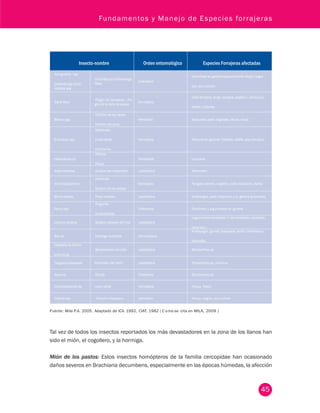 Fundamentos y Manejo de Especies forrajeras 
45 
Insecto-nombre Orden entomológico Especies Forrajeras afectadas 
Ancognatha spp 
Eutheola spp Cyclo-cephala 
spp 
Chiza-Mojojoy Gallinaciega, 
Mayo Coleoptera 
Gramíneas en general especialmente kikuyo, raigra-ses, 
azul orchoro 
Sipha flava -Pulgón de los pastos -- Pul-gón 
de la caña de azúcar Homóptera 
Caña forrajera, sorgo, pangola, angleton, climacuna, 
alfalfa y tréboles. 
Blissus spp 
-Chinche de las raices 
-Chinche del arroz 
Hemíptera Braquiaria, pará, raigrases, kikuyo, caupí, 
Empoasca spp 
-Saltahojas 
-Lorito Verde 
-Chicharrita. 
Homóptera Pasturas en general- Tréboles, alfalfa, soya forrajera 
Heteropsylla sp 
-Psilidos 
-Piojos 
Homóptera Leucaena 
Azeta melanea -Gusano del matarratón Lepidóptera Matarratón 
Antonina graminis 
-Cochinilla 
-Escama de los pastos 
Homóptera Pangola, estrella, angleton, pará, braquiaria, Bahía 
Mocis latypes -Falso medidor Lepidóptera Andropogon, pará, braquiaria y en general gramíneas 
Epitrix spp 
-Pulguillas 
-Cucarroncitos 
Coleóptera Gramíneas y leguminosas en general 
Urbanus proteus -Gusano cabezón del frijol Lepidóptera 
Leguminosas herbáceas ( f ríjol terciopelo, canavalia, 
caupí etc ) . 
Atta sp -Hormiga cortadora Hymenóptera 
Andropogon, guinea, braquiaria, kudzú, centrosema, 
desmodio. 
Caloptilia sp Eutino-bothrus 
sp 
-Barrenadores del tallo Lepidóptera. Stylosanthes sp 
Stegasta bosqueella Perforador del botón. Lepidóptera Stylosanthes sp, zornia sp 
Apion sp -Picudo Coleóptera Stylosanthes sp 
Draeculacephala sp Lorito verde Homóptera Kikuyo, Trébol 
Collaria spp - Chinche chupadora Hemíptera Kikuyo, raigrás, azul orchoro 
Fuente: Mila P.A. 2005. Adaptado de ICA 1992, CIAT, 1982 ( C o mo se cita en MILA, 2009 ) 
Tal vez de todos los insectos reportados los más devastadores en la zona de los llanos han 
sido el mión, el cogollero, y la hormiga. 
Mión de los pastos: Estos insectos homópteros de la familia cercopidae han ocasionado 
daños severos en Brachiaria decumbens, especialmente en las épocas húmedas, la afección 
 