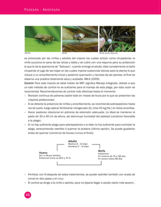 46 Fedegán - Asistegán Adulto Ninfa Ninfa entre espuma 
es provocada por las ninfas y adultos del insecto los cuales actúan como chupadores; la 
ninfa succiona la savia de las raíces y tallos y se cubre con una espuma para su protección 
lo que le da la apariencia de “Salivazo”, cuando emerge el adulto, éste complementa el daño 
chupando el jugo de las hojas en las cuales inyecta sustancias tóxicas para la planta lo que 
induce a un amarillamiento inicial y posterior quemazón y necrosis de las plantas, al final se 
observa una pradera totalmente seca y acabada. MILA (2009). 
Control: Para este insecto se debe hablar de MIP, significa Manejo Integrado, debido a que 
un solo método de control no es suficiente para el manejo de esta plaga, por esta razón se 
recomienda: Recomendaciones de control más efectivas hasta el momento: 
• Revisión continua de potreros (sobre todo en meses de lluvia por lo que se presentan las 
mayores poblaciones) 
• Si se detecta la presencia de ninfas y amarillamiento, se recomienda sobrepastoreo hasta 
ras de suelo, luego aplicar fertilizante nitrogenado (Ej: Urea 50 kg/Ha ) en sitios amarillos. 
• Hacer pastoreo rotacional en potreros de extensión adecuada. Lo ideal es mantener el 
Uso de fuentes inórganicas en establecimiento Escorias 
pasto de 30 a 40 cm de altura, así Thomas 
disminuye humedad del pastisal (condicion favorable 
Establecimiento de leguminosas forrajeras 
a la plaga). 
Uso de especies forrajeras tolerantes a niveles bajos de 
fertilización. 
• Si no hay suficiente plaga para sobrepastoreo o si éste no fue suficiente para controlar la 
plaga, serecomienda rastrillar ó quemar la pradera (última opción). Se puede guadañar 
antes de quemar (comienzo de lluvias (nunca al final)). 
Huevo 
De 2 a 49 por hembra. 
Eclosionan entre un 60% y 70 % 
Ninfa 
Eclosionan: 
En invierno de 70 a 100 días 
En verano hasta 200 días 
Adulto 
Machos (5 - 23 días) 
Hembras (7 - 16 días) 
• Fertilizar con N después de estos tratamientos, se puede rastrillar también con arado de 
cincel en dos pases y en cruz. 
• El control se dirige a la ninfa o salivita, para no dejarla llegar a adulto (daño más severo) . 
 