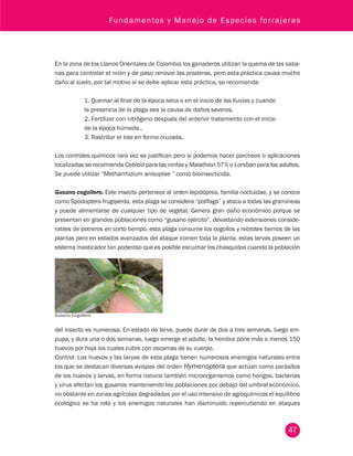 Fundamentos y Manejo de Especies forrajeras 
En la zona de los Llanos Orientales de Colombia los ganaderos utilizan la quema de las saba-nas 
para controlar el mión y de paso renovar las praderas, pero esta práctica causa mucho 
47 
daño al suelo, por tal motivo si se debe aplicar esta práctica, se recomienda: 
1. Quemar al final de la época seca o en el inicio de las lluvias y cuando 
la presencia de la plaga sea la causa de daños severos. 
2. Fertilizar con nitrógeno después del anterior tratamiento con el inicio 
de la época húmeda.. 
3. Rastrillar el lote en forma cruzada. 
Los controles químicos rara vez se justifican pero si podemos hacer parcheos o aplicaciones 
localizadas se recomienda Cebicid para las ninfas y Malathion 57% o Lorsban para los adultos. 
Se puede utilizar “Metharrhizium anisoplae ” como bioinsecticida. 
Gusano cogollero. Este insecto pertenece al orden lepidóprea, familia noctuidae, y se conoce 
como Spodoptera frugiperda, esta plaga se considera “polífaga” y ataca a todas las gramíneas 
y puede alimentarse de cualquier tipo de vegetal. Genera gran daño económico porque se 
presentan en grandes poblaciones como “gusano ejército”, devastando extensiones conside-rables 
de potreros en corto tiempo, esta plaga consume los cogollos y rebrotes tiernos de las 
plantas pero en estados avanzados del ataque comen toda la planta, estas larvas poseen un 
sistema masticador tan poderoso que es posible escuchar los chasquidos cuando la población 
Gusano Cogollero 
del insecto es numerosa. En estado de larva, puede durar de dos a tres semanas, luego em-pupa, 
y dura una o dos semanas, luego emerge el adulto, la hembra pone más o menos 150 
huevos por hoja los cuales cubre con escamas de su cuerpo. 
Control: Los huevos y las larvas de esta plaga tienen numerosos enemigos naturales entre 
los que se destacan diversas avispas del orden Hymenoptera que actúan como parásitos 
de los huevos y larvas, en forma natural también microorganismos como hongos, bacterias 
y virus afectan los gusanos manteniendo las poblaciones por debajo del umbral económico, 
no obstante en zonas agrícolas degradadas por el uso intensivo de agroquímicos el equilibrio 
ecológico se ha roto y los enemigos naturales han disminuido repercutiendo en ataques 
 
