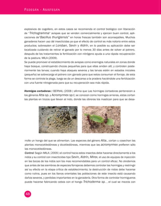 48 Fedegán - Asistegán explosivos de cogollero, en estos casos se recomienda el control biológico con liberación 
de “Trichogramma“ avispas que se venden comercialmente y ejercen buen control, apli-caciones 
de“Bacillus thurigiensis” en horas frescas también son aconsejables. Muchos 
ganaderos hacen uso de insecticidas ya que el efecto de control es más notorio entre estos 
productos; sobresalen el Lorsban, Sevin y Aldrín, en lo posible su aplicación debe ser 
localizada cuidando de retirar el ganado por lo menos 30 días antes de volver al potrero, 
después de los tratamientos la fertilización con nitrógeno ayuda a una rápida recuperación 
de la pastura. MILA (2009). 
Se puede promover el establecimiento de avispas como enemigos naturales en zonas donde 
haya bosque, construyendo chozas pequeñas para que ellas aniden allí, y controlen poste-riormente 
las larvas; cuando haya ataques severos y las larvas estén en estados iniciales 
(pequeña) se sobrecarga el potrero con ganado para que estos consuman el forraje, de esta 
forma se controla la plaga, luego se da un descanso a la pradera haciéndole una fertilización 
con una fuente nitrogenada para que su recuperación sea más rápida. 
Hormigas cortadoras : BERNAL (2008 ) afirma que Las hormigas cortadoras pertenecen a 
los géneros Atta sp. y Acromyrmex sp.t, se conocen como hormigas arrieras, estas cortan 
las plantas en trozos que llevan al nido, donde las obreras los mastican para que se desa-rrolle 
un hongo del que se alimentan. Las especies del género Atta., cortan u cosechan las 
plantas monocotiledóneas y dicotiledóneas, mientras que las acromyrmex prefieren sólo 
las monocotiledóneas. 
Control: Según MILA ( 2009 ) el control hacia estos insectos debe hacerse directamente a los 
nidos y su control con insecticidas tipo Sevin, Aldrín, Mirex, el uso de equipos de inyección 
en las bocas de los nidos son los mas recomendables para un control eficaz. No olvidemos 
que antes de las siembras de especies forrajeras debemos controlar las hormigas y restringir 
así su efecto en la etapa crítica de establecimiento; la destrucción de nidos debe hacerse 
como rutina, pues en los llanos orientales las poblaciones de este insecto está causando 
daños severos, y perdidas importantes en la ganadería. Otra forma de controlar hormigueros 
puede hacerse fabricando cebos con el hongo Trichoderma sp. , el cual se mezcla con 
 