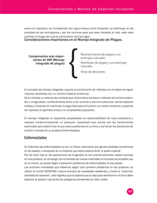 Fundamentos y Manejo de Especies forrajeras 
avena en hojuelas y es humedecido con agua-melaza como atrayente, se distribuye en las 
entradas de los hormigueros y por los caminos para que sean llevados al nido, este cebo 
controla el hongo del cual se alimentaran las hormigas. 
Consideraciones importantes en el Manejo Integrado de Plagas. 
49 
Reconocimiento de plagas y sus 
enemigos naturales 
Monitoreo de plagas y sus enemigos 
naturales 
Toma de decisiones 
Componentes más impor-tantes 
de MIP (Manejo 
integrado de plagas) 
El concepto de manejo integrado, supone la combinación de métodos con el objeto de lograr 
mejores resultados con un mínimo impacto ambiental. 
Es en síntesis un sistema de combate que utiliza todos los tipos o métodos de control existen-tes 
o imaginables, combinándolos entre sí de acuerdo a las circunstancias, dando especial 
énfasis y tratando de maximizar la seguridad para el hombre y el medio ambiente; pudiendo 
ser aplicado en grandes áreas o en propiedades pequeñas. 
El manejo integrado en pequeñas propiedades es responsabilidad de cada propietario y 
requiere fundamentalmente un productor capacitado que cuente con las herramientas 
esenciales para determinar lo que está sucediendo en su finca y así tomar las decisiones de 
control y manejo de su pradera.Enfermedades: 
Enfermedades 
En Colombia las enfermedades no son un factor importante que genere pérdidas económicas 
en los pastos, a excepción de un bacteria que ataca severamente al pasto imperial. 
Por tal razón hoy en día aplicaciones de fungicidas no son económicamente viables hacerlas 
en una pradera, sin embargo con la entrada de nuevos materiales al mercado es probable que 
en un futuro, se puede llegar a presentar problemas de enfermedades en los pastos. 
Las acciones inmediatas que debemos seguir para prevenir problemas en las praderas, es 
utilizar el control GENÉTICO o sea la siembra de variedades resistentes, y hacer la “selección 
acertada de especies”, esto significa que la especie que yo elijo para sembrar en mi finca debe 
soportar la presión natural de los patógenos prevalentes en este medio. 
 