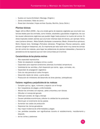 Fundamentos y Manejo de Especies forrajeras 
• Suelos con buena fertilidad ( Maciega, Chigüiro ) 
• Zonas onduladas ( Rabo de zorro ) 
• Áreas bien drenadas ( hojas anchas: Escoba, Mortiño, Zarza, Bicho ) 
Plantas tóxicas 
Según afirma MILA (2009) , hay una amplia gama de especies vegetales que acumulan sus-tancias 
letales para los animales, como nitratos, alcaloides y glucósidos cinagénicos, los cua-les 
causan alteraciones orgánicas que pueden llegar hasta producir la muerte del animal. En 
áreas tropicales existen plantas que acumulan diversos tipos de tóxicos, por ejemplo: Ventu-rosa 
(Lantana cámara) , Mata Caballo (Asclepias curassavica), Bledo ( Amaranthus spinosus), 
Bicho (Cassia tora), Verdolaga (Portulaca oleracea), Pringamosa (Fleurya aestuans), pasto 
johnson (Sorghum halepense), etc. Es importante por esta razón tener muy claros los concep-tos 
del control de malezas, para bajar las poblaciones de plantas indeseables y favorecer la 
persistencia de las especies que son bien consumidas por el animal. 
Características de las plantas nocivas 
• Alta capacidad reproductiva 
• Poder de adaptación ecológica (clima y suelo) 
• Capacidad para soportar condiciones adversas (humedad, temperatura) 
• Viabilidad de las semillas y fácil dispersión por viento, agua, animales, etc. 
• Capacidad de propagación vegetativa 
• Ciclo de vida parecido al cultivo forrajero 
• Desarrollo rápido de raíces y parte aérea 
• Producción de inhibidores del desarrollo de otras plantas. (alelopáticas) 
Factores negativos y perjudiciales de las malezas 
• Compiten por luz, agua, nutrientes y espacio con el forraje 
• Son hospederas de plagas y enfermedades 
• Afectan los animales con espinas, pelos urticantes y son tóxicas 
• Dificultan el manejo del ganado 
• Obstruyen canales de riego y drenaje 
• Causan pérdidas económicas y afectan la calidad de los productos 
• Disminuyen el rendimiento de los pastos 
• Aumentan los costos de producción 
• Deprecian las tierras ganaderas 
• Hay mayor incidencia de enfermedades y plagas 
• Las perdidas causadas son significativas durante el establecimiento, macollamiento y 
después 
• de los cortes y pastoreos 
51 
 