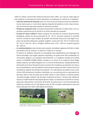 Fundamentos y Manejo de Especies forrajeras 
1959. El método, denominado Pastoreo Racional Voisin (PRV), con más de medio siglo de 
vida, obedece a unas leyes que tienen aplicación en el pastoreo en rotación en 4 aspectos: 
• Intervalo suficiente de descanso: Esto con el fin de que el forraje acumule los carbohidra-tos 
de reserva para un crecimiento vigoroso después del pastoreo y tener mayor produc-ción 
de forraje de adecuada calidad en suficiente cantidad. 
• Período de ocupación corto: Una planta cosechada inicialmente no debe volver a ser co-sechada 
57 
nuevamente por el animal en el mismo período de ocupación. 
• El pasto de mayor calidad lo deben cosechar los animales de mayores requerimientos 
fisiológicos, pastos con altura promedio de 15 - 22 cm. permiten cosechar la cantidad 
máxima y forraje de mayor calidad. Se pueden recomendar alturas de corte según la es-pecie: 
por ejemplo: Braquiaria, pangola, angleton, kudzú entre 30 - 40 cm. Puntero entre 
40 - 50 cm. Pará 50 - 60 cm. Kingras, elefante entre 1.50 - 1.80 cm. Imperial y guinea 
90 - 120 cm. 
• Un animal productivo (vaca lechera) para producir cantidades regulares de leche no debe 
permanecer más de 3 días en un potrero, lo mejor es un solo día. 
El sistema de pastoreo rotacional es aconsejable para explotaciones que dispongan de 
buena tecnología, que tengan pasturas mejoradas y se quiera tener alta rentabilidad. Es 
conveniente asegurar una excelente administración y un programa paralelo de sanidad 
animal. El Instituto Andrés Voisin, fundado en su honor en la ciudad de Porto Alegre 
(Brasil), sostiene que debe trabajarse con un mínimo de 60 potreros, independientemente 
del tamaño de la finca. 60 potreros para una finca de 5 hectáreas, por ejemplo. Con ello se 
da una posibilidad de usar los pastos en los tiempos de reposo y también cuando entran los 
animales se respetan los tiempos de ocupación”. En cada potrero se pueden incluir, como 
mínimo 200 animales por hectárea, rotándolos, con una permanencia en cada potrero de 
dos días. Sobre el tipo de pasto que se debe utilizar en este método, el Instituto precisa 
“se puede escoger cualquier tipo de pasto. Cualquiera es bueno”. Aunque este método es 
natural, la implementación del proyecto genera costos. La inversión se concentra en cercas, 
agua para cada parcela, y formación de sombra. Se estima que en una finca pequeña los 
costos por hectárea son de 100 dólares (más de 200 mil pesos colombianos) y para las 
fincas extensas entre 100 a 300 dólares la hectárea. 
El pastoreo en franjas con uso de la cerca eléctrica, permite manejo de altas cargas animales. 
Fotos. José I. Pulido. Archivos, Corpoica. 
 