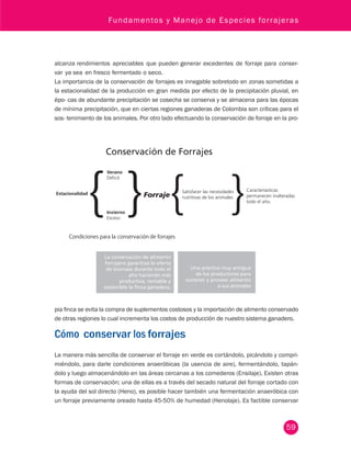 Fundamentos y Manejo de Especies forrajeras 
Caracteríasticas 
permanecen inalteradas 
todo el año. 
59 
alcanza rendimientos apreciables que pueden generar excedentes de forraje para conser-var 
ya sea en fresco fermentado o seco. 
La importancia de la conservación de forrajes es innegable sobretodo en zonas sometidas a 
la estacionalidad de la producción en gran medida por efecto de la precipitación pluvial, en 
épo- cas de abundante precipitación se cosecha se conserva y se almacena para las épocas 
de mínima precipitación, que en ciertas regiones ganaderas de Colombia son críticas para el 
sos- tenimiento de los animales. Por otro lado efectuando la conservación de forraje en la pro-pia 
Estacionalidad 
Verano 
Décit 
Satisfacer las necesidades 
nutritivas de los animales 
Invierno 
Exceso 
Condiciones para la conservación de forrajes 
La conservación de alimento 
forrajero garantiza la oferta 
de biomasa durante todo el 
año haciendo más 
productiva, rentable y 
sostenible la nca ganadera. 
Una práctica muy antigua 
de los productores para 
sostener y proveer alimento 
a sus animales 
finca se evita la compra de suplementos costosos y la importación de alimento conservado 
de otras regiones lo cual incrementa los costos de producción de nuestro sistema ganadero. 
Cómo conservar los forrajes 
La manera más sencilla de conservar el forraje en verde es cortándolo, picándolo y compri-miéndolo, 
para darle condiciones anaeróbicas (la usencia de aire), fermentándolo, tapán-dolo 
y luego almacenándolo en las áreas cercanas a los comederos (Ensilaje). Existen otras 
formas de conservación; una de ellas es a través del secado natural del forraje cortado con 
la ayuda del sol directo (Heno), es posible hacer también una fermentación anaeróbica con 
un forraje previamente oreado hasta 45-50% de humedad (Henolaje). Es factible conservar 
 