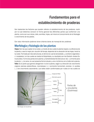 Fundamentos para el 
establecimiento de praderas 
Son bastantes los factores que pueden afectar el establecimiento de las praderas, razón 
por la cual debemos conocer en forma general las diferentes partes que conforman una 
planta, como son sus raíces, tallo, semillas, hojas, así mismo el conocimiento de la fisiología 
o crecimiento de los pastos. 
Con esta información podemos tener criterios claros de manejo de las praderas 
Morfologia y fisiologia de las plantas 
Hojas: Son las que captan la luz solar y a través de las cuales la planta respira. La eficiencia de 
la planta, o sea la mejor pro- ducción de forraje, depende de la ubicación de las hojas, hacia la 
luz solar. Formada por dos estructuras, la lámina la cual es lanceolada , y contiene organelos ( 
c l oroplastos ) en los cuales se realiza la fotosíntesis, su resultado son los Carbohi- dratos Es-tructurales 
( f orma las partes de la planta ) y Carbohidratos No Estructura- les— ( a limento para 
la planta ) , y la vaina, la cual presenta forma tubular y une a la lámina con el tallo de la planta. 
Tallo: Es la parte que genera alargamien- to de la planta, según su dirección de crecimiento 
originan plantas estoloníferas, rizomatosas ( c r ecimiento horizontal), erectas ( m acollas 
) , o de crecimiento ascendente. Los tallos están conformados por nudos en los cuales se 
Espiga (semillas) 
Meristema apical 
Hoja 
Vaina 
Entrenudo 
Nudo 
Tallo 
Corona o base de tallo 
Raiz 
Lamina 
Principales 
Secundarias 
Partes de 
una planta 
(Gramínea) 
Morfología de las plantas 
 