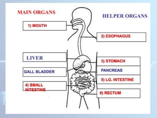 DIFFERENT HUMAN BODY SYSTEMS THAT WORKS TOGETHER | PPTX
