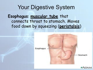 DIFFERENT HUMAN BODY SYSTEMS THAT WORKS TOGETHER | PPTX