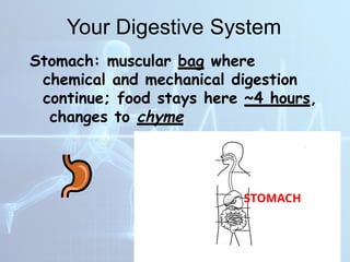 DIFFERENT HUMAN BODY SYSTEMS THAT WORKS TOGETHER | PPTX