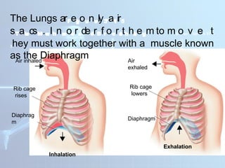 Inhaled Rib DIFFERENT HUMAN BODY SYSTEMS THAT WORKS TOGETHER | PPTX
