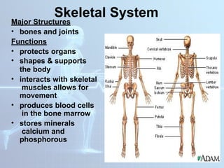 DIFFERENT HUMAN BODY SYSTEMS THAT WORKS TOGETHER | PPTX