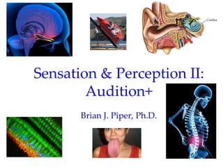 Sensation & Perception II:
        Audition+
       Brian J. Piper, Ph.D.
 