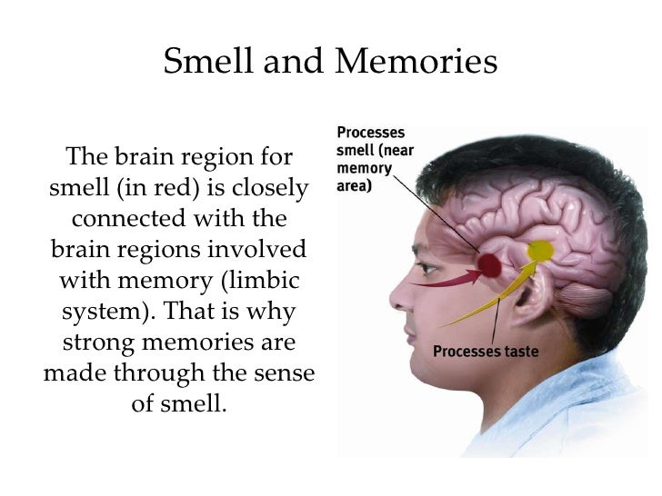 kinesthesis senses Otherimportantsenses module overview thismodule describes the senses oftouch, pain, taste, smell, and kinesthesis and the vestibular sense. kinesthesis senses Otherimportantsenses module overview thismodule describes the senses oftouch, pain, taste, smell, and kinesthesis and the vestibular sense.