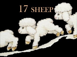 17 SHEEP
 