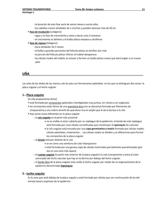 SISTEMA TEGUMENTARIO Tema 28: Anejos cutáneos 11
Histología-1
◦la duración de esta fase varía de varios meses a varios años
◦los cabellos crecen alrededor de 1 cm/mes y pueden alcanzar más de 50 cm
 fase de involución [catágeno]
◦sigue a la fase de crecimiento y viene a durar unas 3 semanas
◦el crecimiento se detiene y el bulbo piloso empieza a atrofiarse
 fase de reposo [telógeno]
◦dura alrededor de 3 meses
◦el bulbo y grandes porciones del folículo piloso se atrofian aún más
◦la porción del folículo piloso inferior al rodete desaparece
◦las células madre del rodete se activan y forman un bulbo piloso nuevo que dará origen a un nuevo
pelo
UÑA
Las uñas de los dedos de las manos y de los pies son formaciones epiteliales en los que se distinguen dos zonas: la
placa ungular y el lecho ungular
1.- Placa ungular
[la uña propiamente dicha]
 está formada por corneocitos aplanados interdigitados muy juntos, sin núcleo y sin orgánulos
 los corneocitos están llenos de una queratina dura (no se descama) formada por filamentos de
citoqueratina y una matriz amorfa de queratina rica en azufre que le da la dureza a la uña
 Hay varias zonas diferentes en la placa ungular
o la raíz ungular es la parte más proximal
• no es visible al estar cubierta por un repliegue de la epidermis: el borde de este repliegue
está formado por unas células corneificadas que constituyen el eponiquio (la cutícula)
• la raíz ungular está envuelta por una capa germinativa o matriz formada por células madre,
células epiteliales, melanocitos… Las células madre se dividen y se diferencian para formar
los corneocitos de la placa ungular
o la lúnula está por delante de la raíz
• se ve como una semiluna de color blanquecino
• está formada por una gruesa capa de células matriciales parcialmente queratinizadas (por
eso es una zona más opaca)
o el cuerpo ungular (la parte más anterior de la placa ungular) es más transparente y toma el color
sonrosado del lecho vascular que hay en la dermis por debajo del lecho ungular.
o el borde libre de la placa ungular está unido al lecho ungular por medio de un engrosamiento de la
epidermis denominado hiponiquio
2.- Lecho ungular
Es la zona que está debajo de la placa ungular y está formada por células que son continuación de las del
estrato basal y espinoso de la epidermis
 