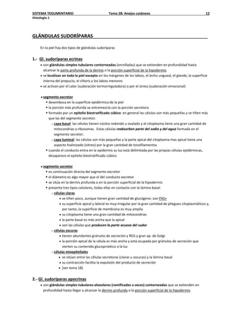 SISTEMA TEGUMENTARIO Tema 28: Anejos cutáneos 12
Histología-1
GLÁNDULAS SUDORÍPARAS
En la piel hay dos tipos de glándulas sudoríparas
1.- Gl. sudoríparas ecrinas
• son glándulas simples tubulares contorneadas (enrolladas) que se extienden en profundidad hasta
alcanzar la parte profunda de la dermis o la porción superficial de la hipodermis.
• se localizan en toda la piel excepto en los márgenes de los labios, el lecho ungueal, el glande, la superficie
interna del prepucio, el clítoris y los labios menores
• se activan por el calor (sudoración termorreguladora) o por el stress (sudoración emocional)
♦segmento excretor
 desemboca en la superficie epidérmica de la piel
 la porción más profunda se entremezcla con la porción secretora
 formado por un epitelio biestratificado cúbico: en general las células son más pequeñas y se tiñen más
que las del segmento secretor.
o capa basal: las células tienen núcleo redondo u ovalado y el citoplasma tiene una gran cantidad de
mitocondrias y ribosomas. Estas células reabsorben parte del sodio y del agua formada en el
segmento secretor.
o capa luminal: las células son más pequeñas y la parte apical del citoplasma mas apical tiene una
aspecto hialinizado (vítreo) por la gran cantidad de tonofilamentos
 cuando el conducto entra en la epidermis su luz está delimitada por las propias células epidérmicas,
desaparece el epitelio biestratificado cúbico
♦segmento secretor
 es continuación directa del segmento excretor
 el diámetro es algo mayor que el del conducto excretor
 se sitúa en la dermis profunda o en la porción superficial de la hipodermis
 presenta tres tipos celulares, todas ellas en contacto con la lámina basal:
o células claras
• se tiñen poco, aunque tienen gran cantidad de glucógeno: son PAS+
• su superficie apical y lateral es muy irregular por la gran cantidad de pliegues citoplasmáticos y,
por tanto, la superficie de membrana es muy amplia
• su citoplasma tiene una gran cantidad de mitocondrias
• la parte basal es más ancha que la apical
• son las células que producen la parte acuosa del sudor
o células oscuras
• tienen abundantes gránulos de secreción y REG y gran ap. de Golgi
• la porción apical de la célula es más ancha y está ocupada por gránulos de secreción que
vierten su contenido glucoprotéico a la luz
o células mioepiteliales
• se sitúan entre las células secretoras (claras u oscuras) y la lámina basal
• su contracción facilita la expulsión del producto de secreción
• [ver tema 18]
2.- Gl. sudoríparas apocrinas
• son glándulas simples tubulares-alveolares (ramificadas a veces) contorneadas que se extienden en
profundidad hasta llegar a alcanzar la dermis profunda o la porción superficial de la hipodermis.
 