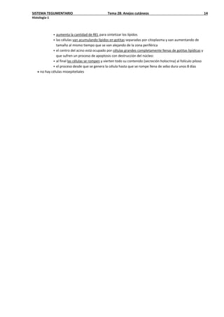 SISTEMA TEGUMENTARIO Tema 28: Anejos cutáneos 14
Histología-1
 aumenta la cantidad de REL para sintetizar los lípidos
 las células van acumulando lípidos en gotitas separadas por citoplasma y van aumentando de
tamaño al mismo tiempo que se van alejando de la zona periférica
 el centro del acino está ocupado por células grandes completamente llenas de gotitas lipídicas y
que sufren un proceso de apoptosis con destrucción del núcleo:
 al final las células se rompen y vierten todo su contenido (secreción holocrina) al folículo piloso
 el proceso desde que se genera la célula hasta que se rompe llena de sebo dura unos 8 días
• no hay células mioepiteliales
 