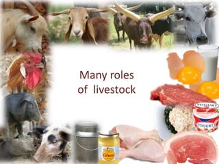 Many roles
of livestock
 