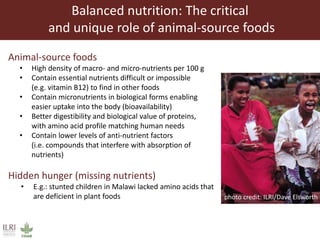 Balanced nutrition: The critical
and unique role of animal-source foods
Animal-source foods
• High density of macro- and micro-nutrients per 100 g
• Contain essential nutrients difficult or impossible
(e.g. vitamin B12) to find in other foods
• Contain micronutrients in biological forms enabling
easier uptake into the body (bioavailability)
• Better digestibility and biological value of proteins,
with amino acid profile matching human needs
• Contain lower levels of anti-nutrient factors
(i.e. compounds that interfere with absorption of
nutrients)
Hidden hunger (missing nutrients)
• E.g.: stunted children in Malawi lacked amino acids that
are deficient in plant foods photo credit: ILRI/Dave Elsworth
 