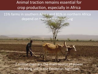 Animal traction remains essential for
crop production, especially in Africa
7 million oxen are the main source of power
for tilling soil in the Ethiopian highlands
15% farms in southern Africa and 81% in northern Africa
depend on traction for ploughing
 
