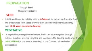 litchi production and techonology | PPTX