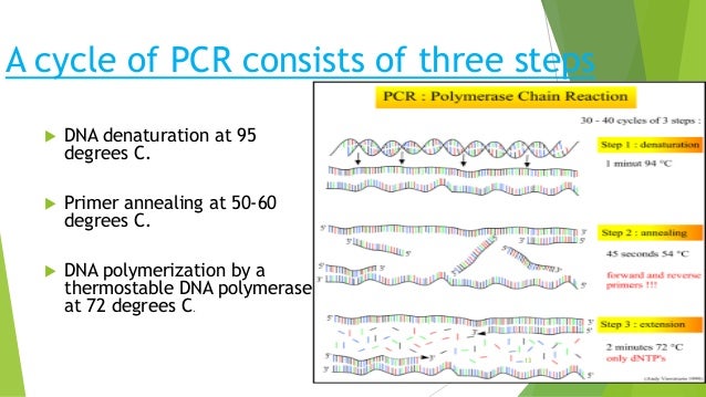 polymerase chain reaction three main steps of pcr flow chart