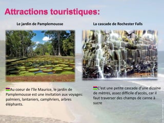 Attractionstouristiques:Lejardin de PamplemousseLacascade de RochesterFallsC’est une petite cascade d’une dizaine de mètres, assez difficile d’accès, car il faut traverser des champs de canne à sucreAu coeur de l'île Maurice, le jardin de Pamplemousse est une invitation aux voyages: palmiers, lantaniers, camphriers, arbres éléphants.