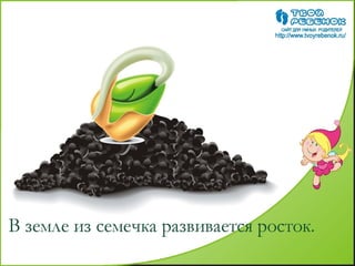 как растет цветок