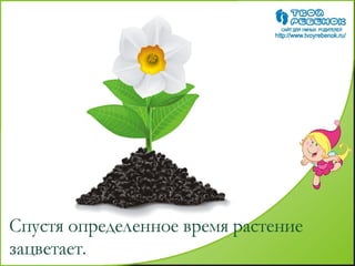 как растет цветок