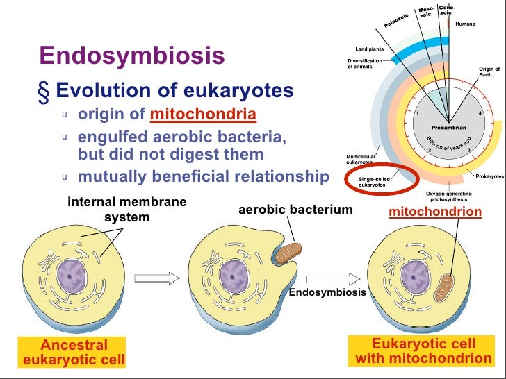 Theory of Endosymbiosis Lynn Margulis