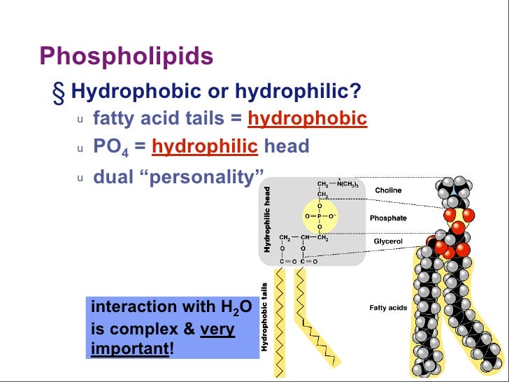 Phospholipids in water § Hydrophilic