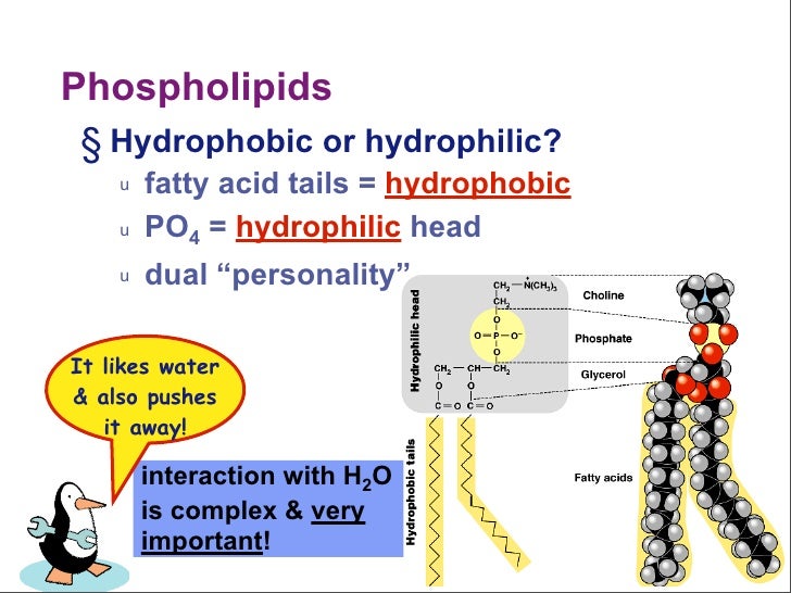 Phospholipids § Hydrophobic or hydrophilic?