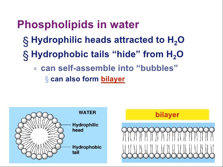 Phospholipids in water § Hydrophilic