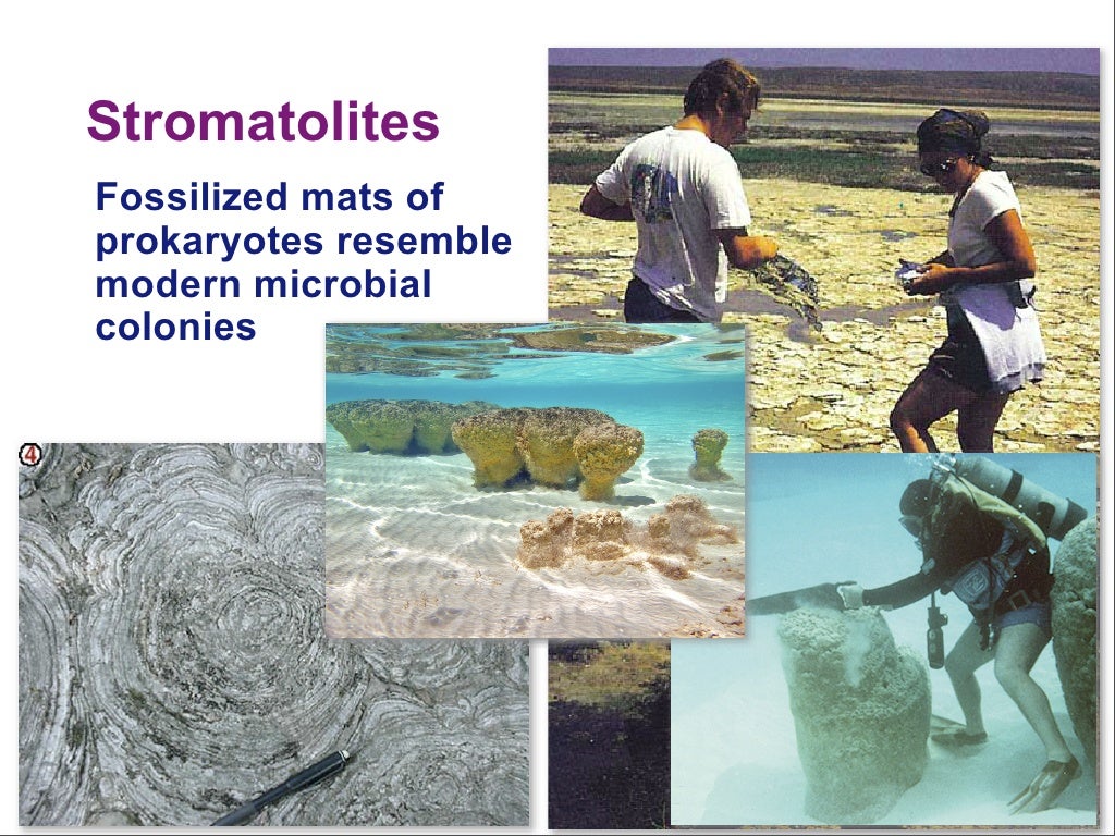 Stromatolites Fossilized mats of prokaryotes