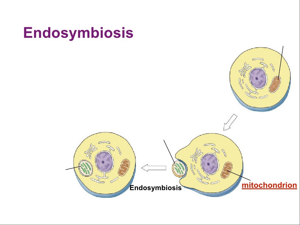 Endosymbiosis Endosymbiosis mitochondrion