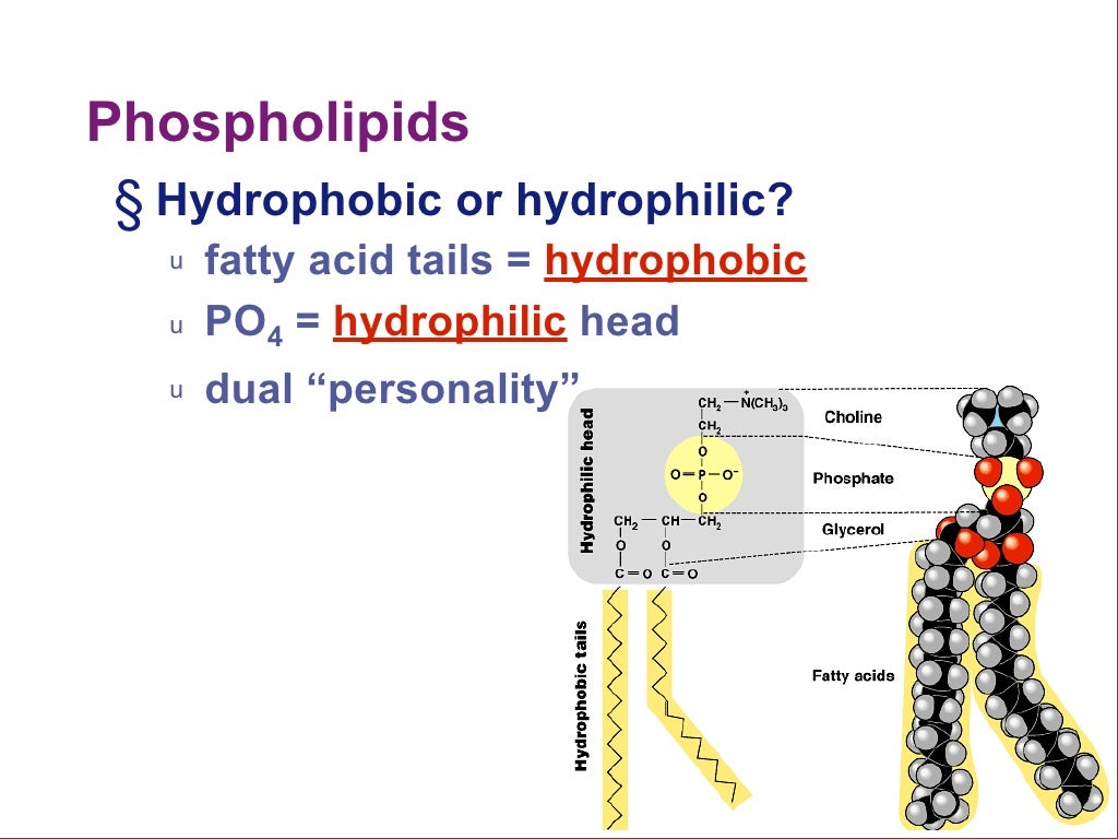 Phospholipids § Hydrophobic or hydrophilic?