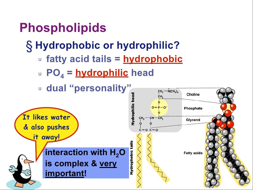 Phospholipids § Hydrophobic or hydrophilic?