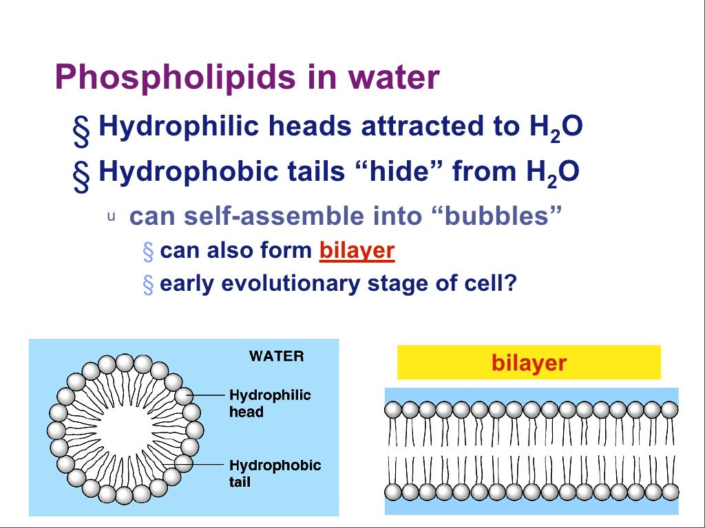 Phospholipids in water § Hydrophilic