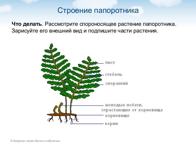 Строение папоротника и хвоща
