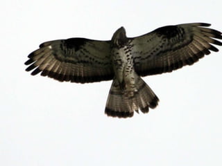 Хопер - горячая точка. Ярмарка идей Делай Фильм