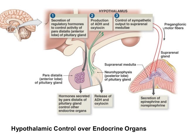 Hypothalamic Control over Endocrine Organs