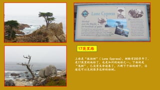 上面是“孤柏树”( Lone Cypress)，树龄有250多年了，
是17英里的地标了，也是加州的地标之一。下面的是
“鬼树”，已没有生命迹象了，只剩下干枯的树干，沿
途还可以见到很多这样的枯树。
17英里路
 