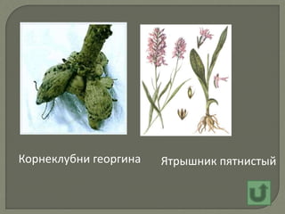 Ятрышник пятнистыйКорнеклубни георгина
 