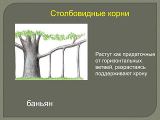 Растут как придаточные
от горизонтальных
ветвей, разрастаясь
поддерживают крону
Столбовидные корни
баньян
 