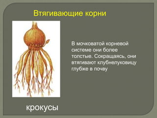 В мочковатой корневой
системе они более
толстые. Сокращаясь, они
втягивают клубнелуковицу
глубже в почву
Втягивающие корни
крокусы
 