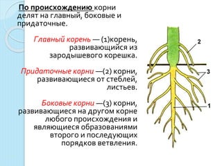 По происхождению корни
делят на главный, боковые и
придаточные.
Главный корень — (1)корень,
развивающийся из
зародышевого корешка.
Придаточные корни —(2) корни,
развивающиеся от стеблей,
листьев.
Боковые корни —(3) корни,
развивающиеся на другом корне
любого происхождения и
являющиеся образованиями
второго и последующих
порядков ветвления.
,
 