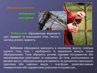 Обрізування може бути:Обрізування може бути:
Вибіркове обрізування виконують в основному вручну, оскільки
оцінити стан гілок і необхідність їх видалення можуть тільки
обрізувальники. Гілки обрізують ручним садовим інструментом або
механізованими секаторами та ножицями. До гілок, розташованих на
великій висоті, обрізувальників доставляють за допомогою самохідних,
причіпних або навісних вишок і платформ, укомплектованих
пневматичним або гідравлічним різальним інструментом.
- вибірковим- вибірковим
- контурним- контурним
ВибірковимВибірковим обрізуванням видаляють
сухі, відмерлі та пошкоджені гілки, пагони і
частину річного приросту.
 