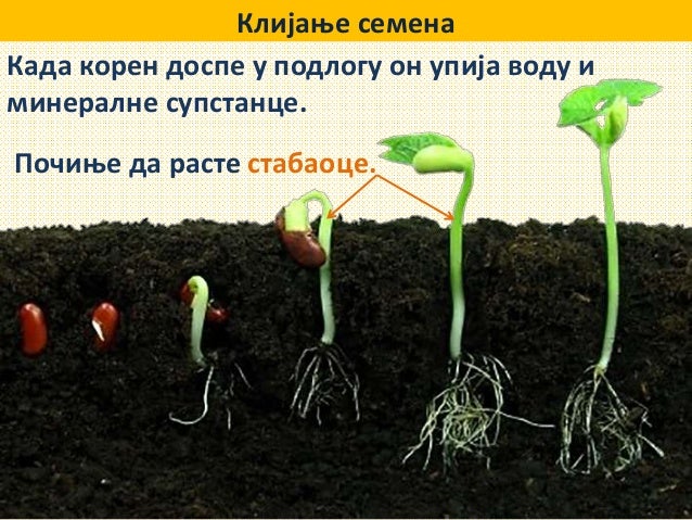 Seme, klijanje semena