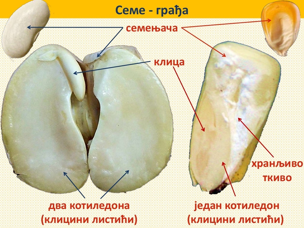 Seme, klijanje semena