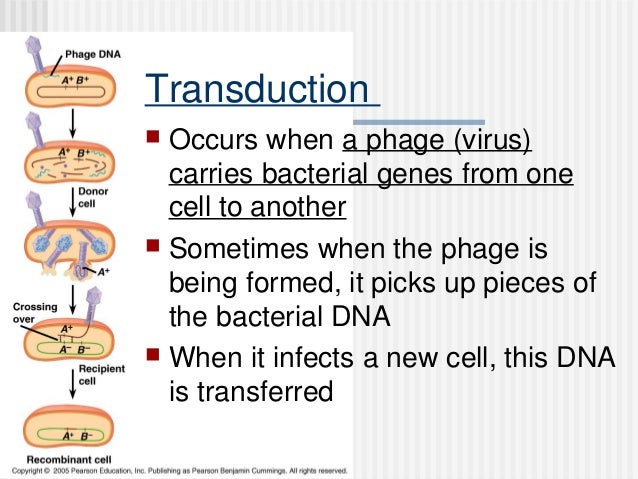 AP Biology Genetic Diversity and Operons in bacteria